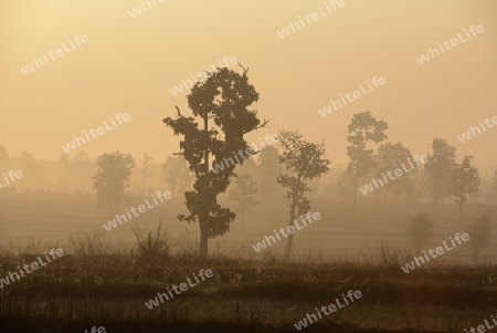 Die Landwirtschaft mit Reisfeldern im Winter bei Amnat Charoen im Isan im osten von Thailand,