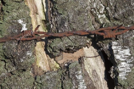 Birke mit rostigem Stacheldraht