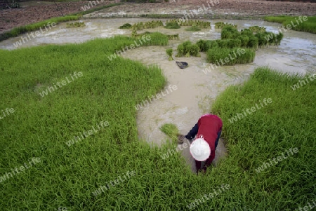 Reisfelder und Landwirtschaft in der Provinz Amnat Charoen nordwestlich von Ubon Ratchathani im nordosten von Thailand in Suedostasien.