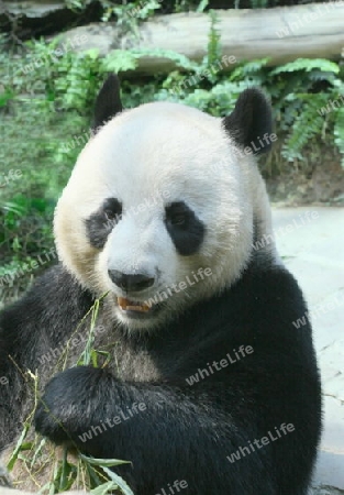 Panda B?r