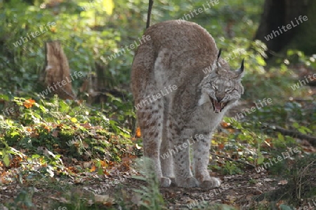 Luchs