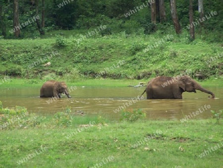 elephant in water