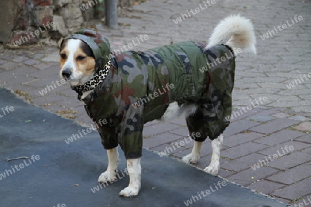 Hund Camouflage