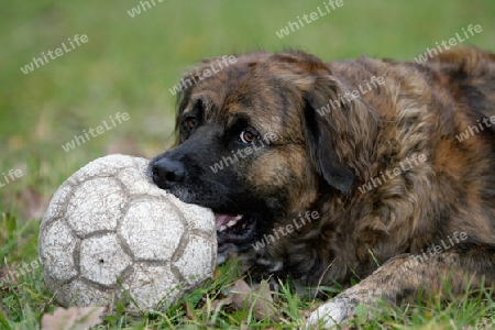 Leonberger bewacht Fu?ball