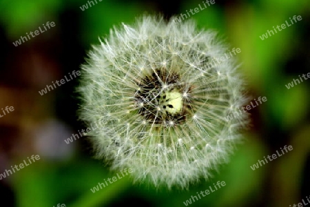 Pusteblume