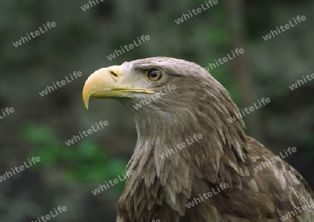 Seeadler