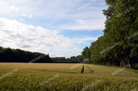 Linien im Wald