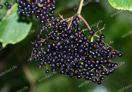 Holunderbeeren