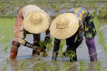 Rice farmers plant rice in a ricefield at the city of Nyaungshwe at the Inle Lake in the Shan State in the east of Myanmar in Southeastasia.