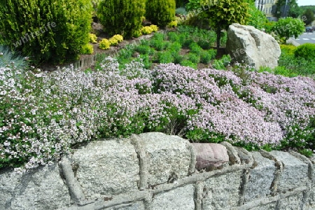 Blühender Thymian im Park