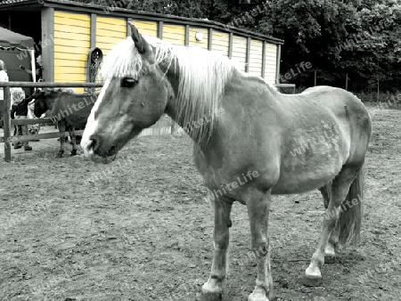 Das Pferd durch den Gelbfilter