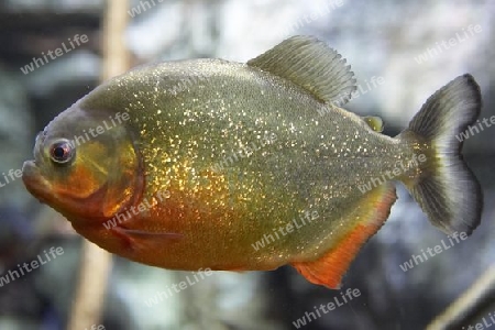 silber gold Fisch