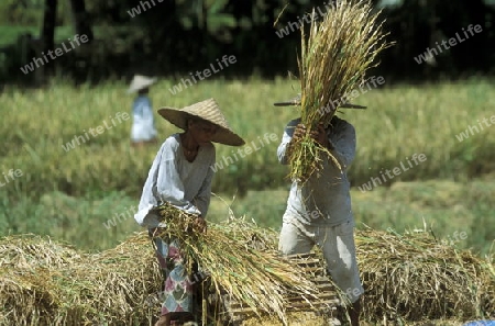 Die Reisfelder und Reisterrassen bei Tegalalang noerdlich von Ubud in Zentral Bali auf der Insel Bali in Indonesien.  