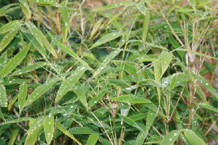 Bambus im Regen