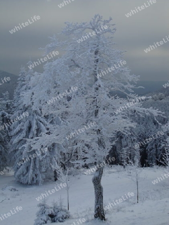 Eisbaum, um Oberhof, Th?ringen