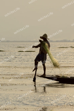 Fishermen at sunset in the Landscape on the Inle Lake in the Shan State in the east of Myanmar in Southeastasia.