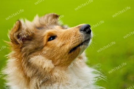 Collie-Welpen Nahaufnahme Kopf