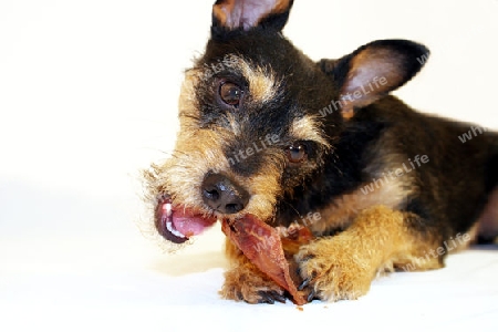 Terrier mit Schweineohr