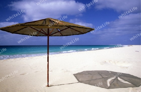 the Beach of Santa Maria on the Island of Sal on Cape Verde in the Atlantic Ocean in Africa.