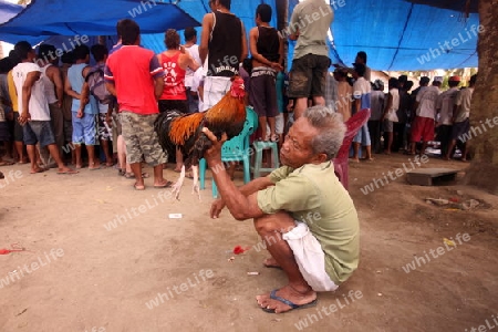 Asien, Indonesien, Bali, Nusa Lembongan, Huehner, Haennenkampf, Hahnenkampf, Tier, Wettspiel,
Menschen und Haenne bei einem traditionellen Haennenkampf auf der Insel Nusa Lembongan bei Bali im osten von Indonesien.       (Urs Flueeler) 