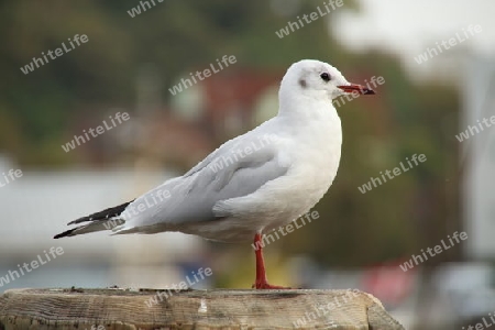 M?we am Hafen