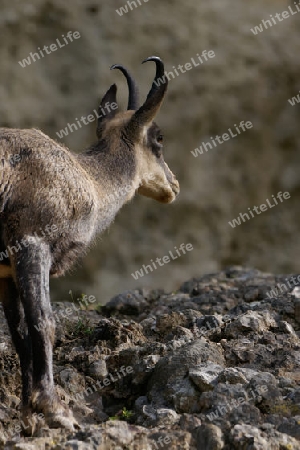 Gaemse auf Futtersuche