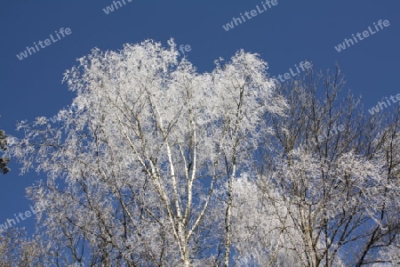 Winterbaum