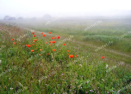 Landschaft im Nebel