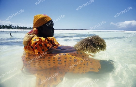 Eine Frau arbeitet auf ihrer Seegras Plantage an der Ostkuester der Insel Zanzibar oestlich von Tansania im Indischen Ozean.