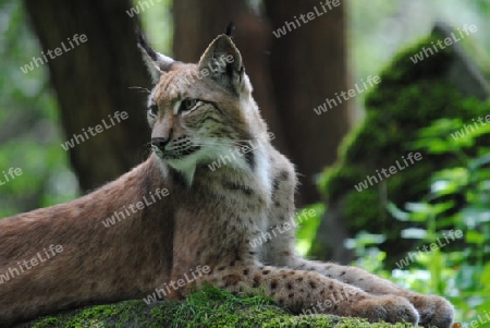 Luchs