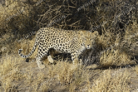 Leopard (Panthera pardus) streift durch sein Revier am Morgen, Khomas Region, Namibia, Afrika