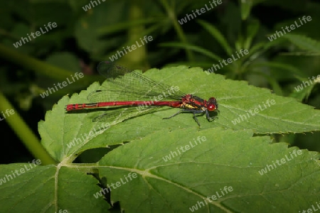 Fr?he Adonisjungfer (Pyrrhosoma nymphula)