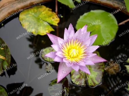 Lotus, Thailand