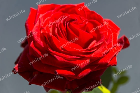 Red rose with a dark background