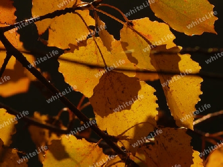 Autumn leaves at sunset - Herbstbl?tter bei Sonnenuntergang