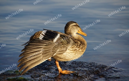 A duck on one leg at the wash - Eine Ente auf einem Bein beim waschen