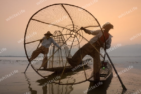 Fishermen at sunrise in the Landscape on the Inle Lake in the Shan State in the east of Myanmar in Southeastasia.