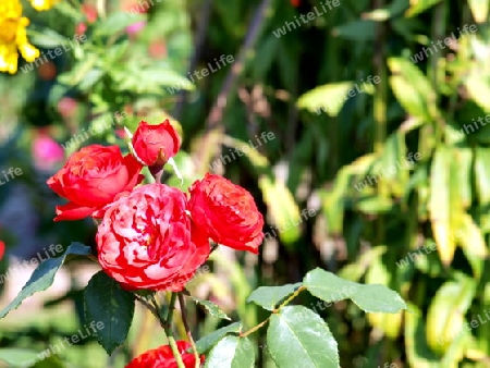 Rote Rosen im Garten