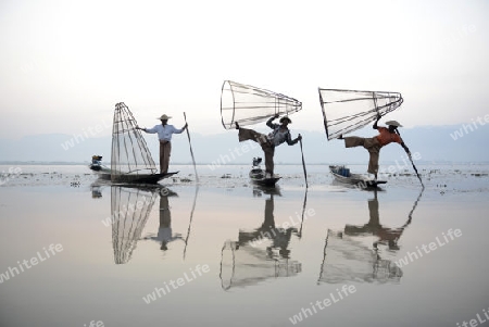 Fishermen at sunrise in the Landscape on the Inle Lake in the Shan State in the east of Myanmar in Southeastasia.