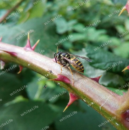 Wespe vertilgt einen Käfer VIII