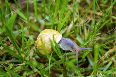 Schnecke