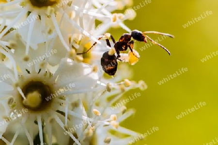 Ameise auf Jasmin