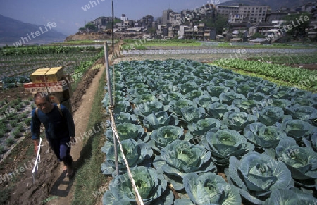 agroculture in the village of fengjie at the yangzee river in the three gorges valley up of the three gorges dam project in the province of hubei in china.