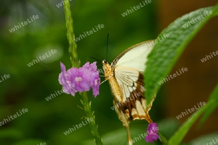 Schmetterling