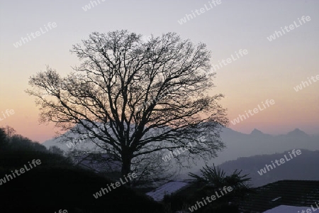 Morgenstimmung mit Eiche und Rigi