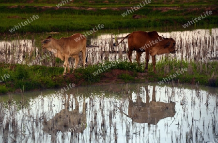 Rinder auf der Weide in einem Reisfeld in der Provinz Amnat Charoen nordwestlich von Ubon Ratchathani im nordosten von Thailand in Suedostasien.