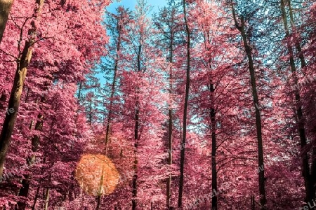 Beautiful pink and purple infrared panorama of a countryside landscape with a blue sky.