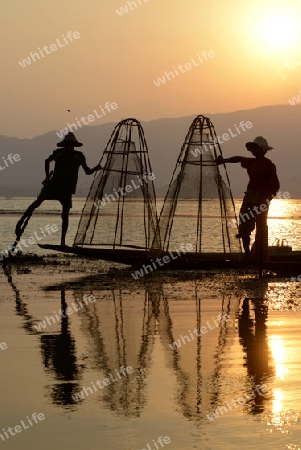 Fishermen at sunset in the Landscape on the Inle Lake in the Shan State in the east of Myanmar in Southeastasia.