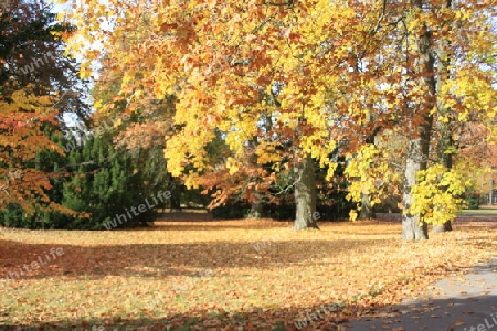 Herbst im Neuen Garten