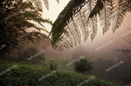 a tropical Forest up the hills of the city Copan in Honduras in Central America,